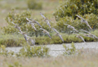 Pacific golden plover102985.jpg